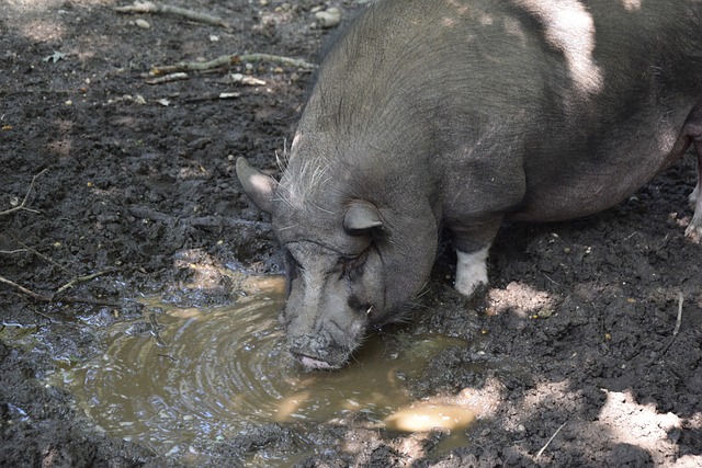 能够在中场 能够在中场